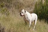 BOULEDOGUE AMERICAIN 396